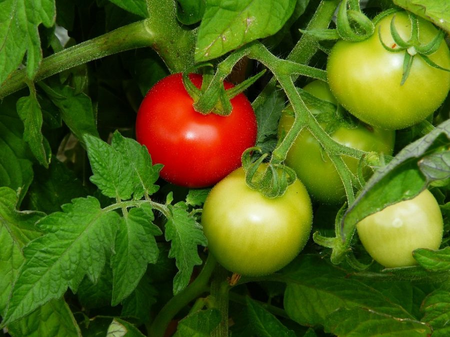 Graines Tomate précoce glacier bio - Jardin'enVie