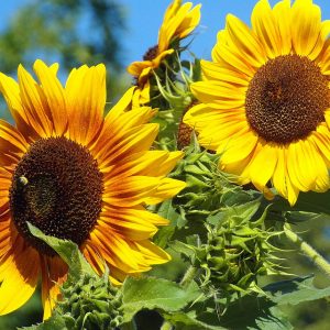 Graines Tournesol grand en mélange bio - Jardin'enVie 2