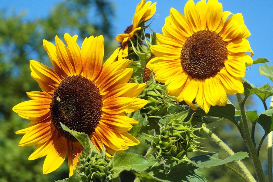 Graines Tournesol grand en mélange bio - Jardin'enVie 2
