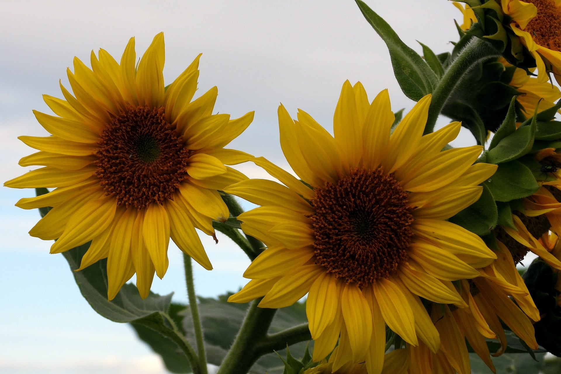 Graines Tournesol grand en mélange bio – Jardin’enVie
