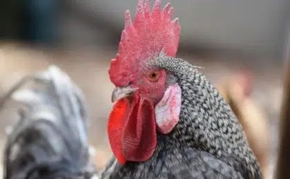 Coq de la basse cour