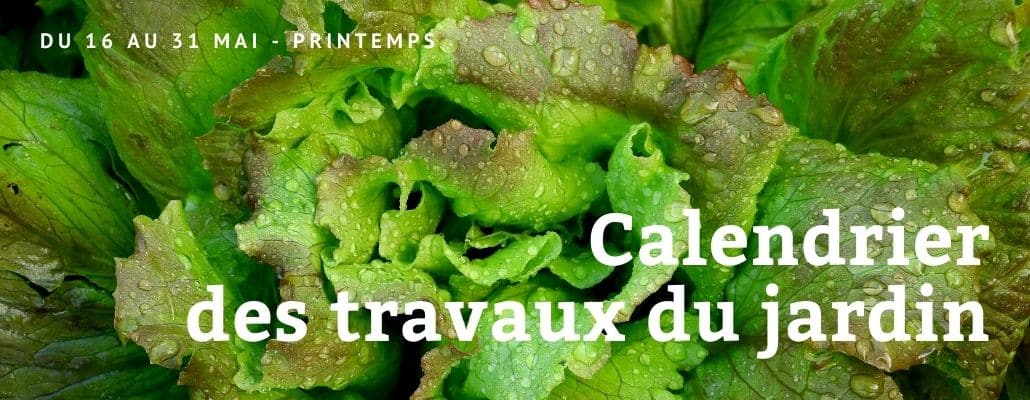 Calendrier des travaux du jardin | Du 16 au 31 mai