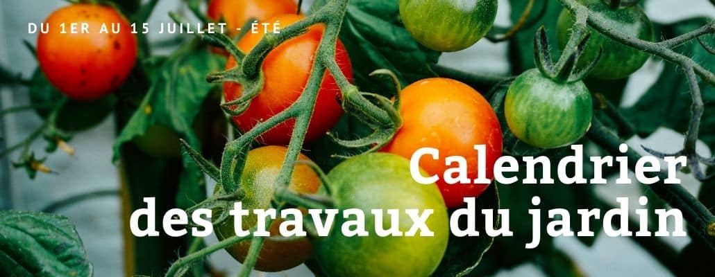 Calendrier des travaux du jardin du 1er au 15 juillet