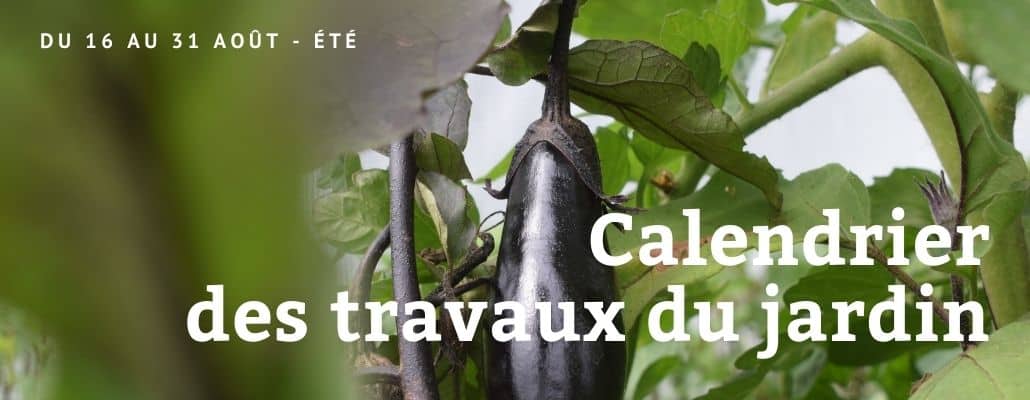 Calendrier des travaux du jardin | Du 16 au 31 août