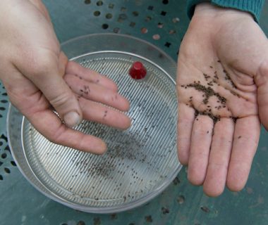 Tableau des durées germinatives | 4 saisons n°223 2