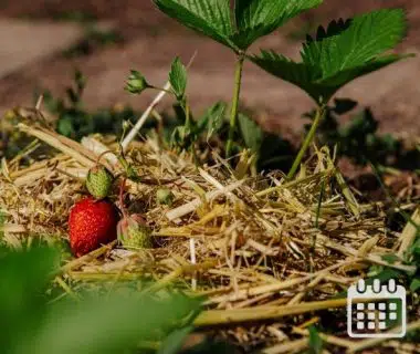 Calendrier des travaux du jardin | Du 1er au 15 avril 1