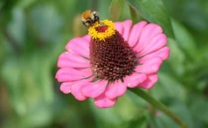 Abeille sur zinnia