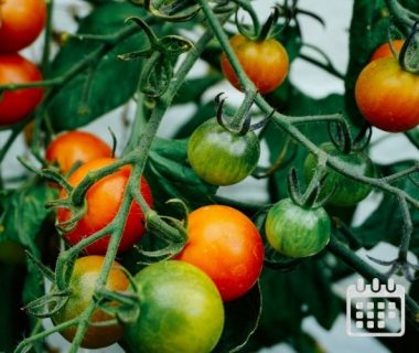 Calendrier des travaux du jardin | Du 1er au 15 juillet 1