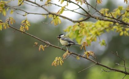 Mésange en plein repas