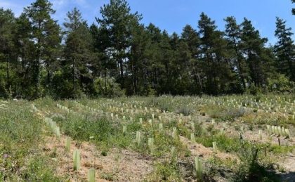 Les vignes du centre