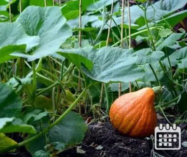 Calendrier des travaux du jardin | Du 1er au 15 octobre 1