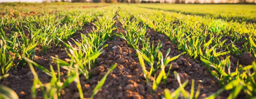 Sol et Climat : un MOOC sur le rôle des sols face aux enjeux de sécurité alimentaire et de changement climatique