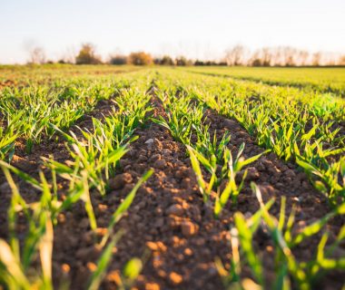 Sol et Climat : un MOOC sur le rôle des sols face aux enjeux de sécurité alimentaire et de changement climatique