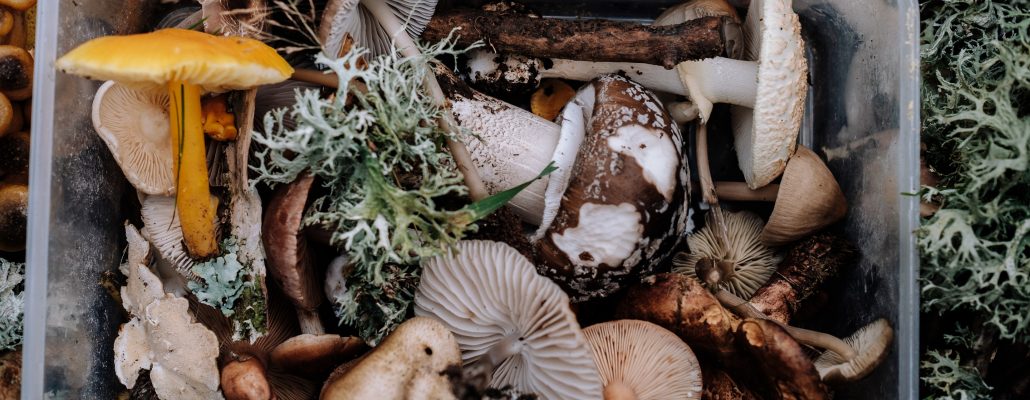 Faites sauter une poêlée forestière aux champignons