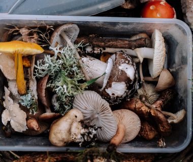 Faites sauter une poêlée forestière aux champignons