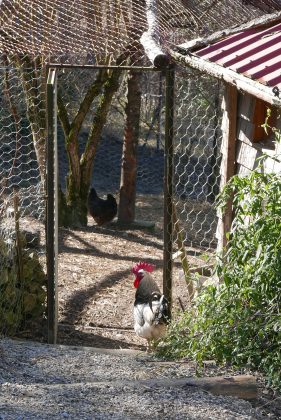 Coq devant poulailler