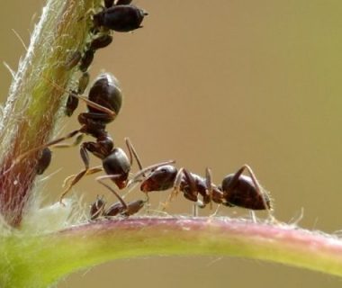 Exposition sur le biomimétisme