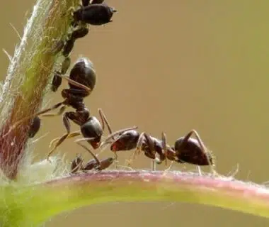 Exposition sur le biomimétisme