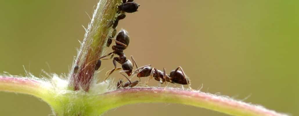 Exposition sur le biomimétisme