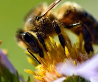 Abeille sur aster