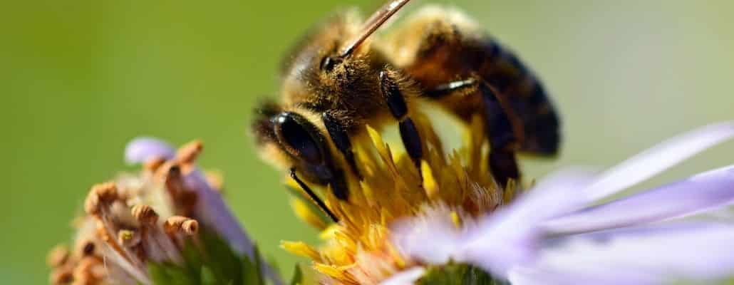 Abeille sur aster