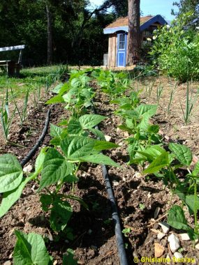 Cette année, je démarre un potager bio 1