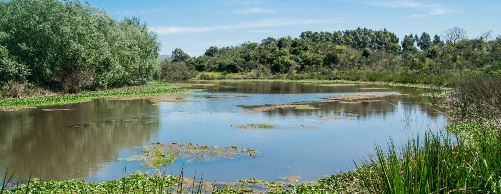 Fête des mares : partez à la découverte de ces micro-zones humides du 29 mai au 6 juin 1