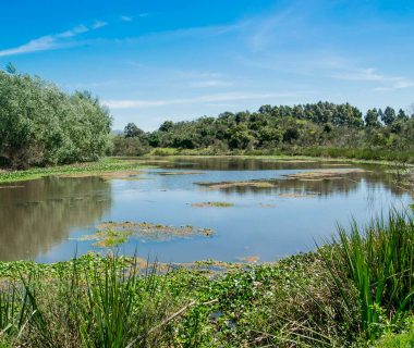 Fête des mares : partez à la découverte de ces micro-zones humides du 29 mai au 6 juin 1