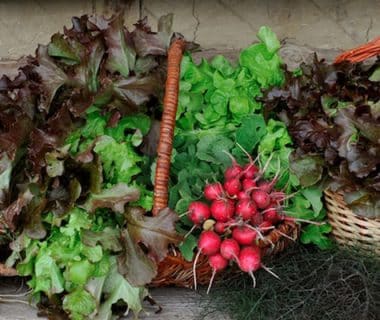 Appel à témoignages : un potager, quelle “valeur économique” ?