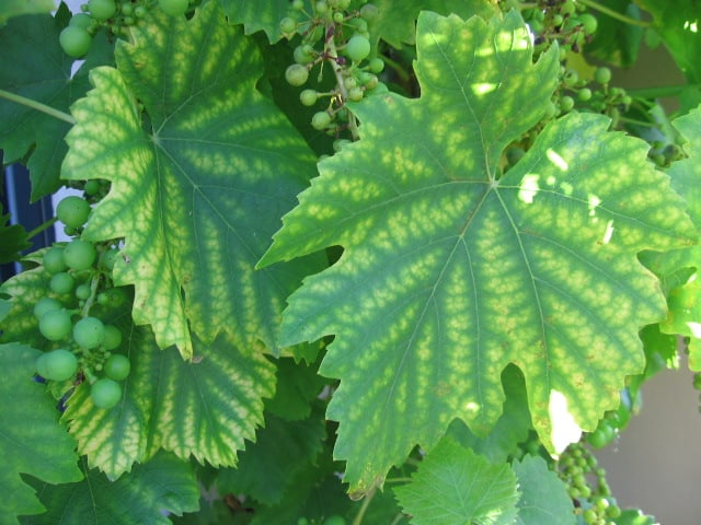 Chlorose ferrique de la vigne