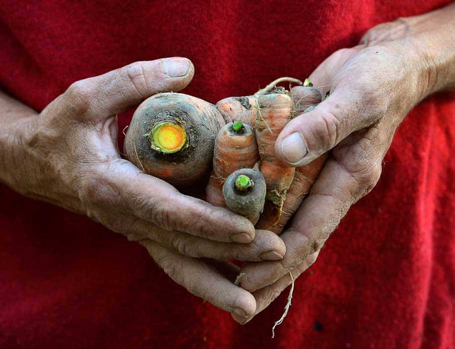 Conservation des légumes racines