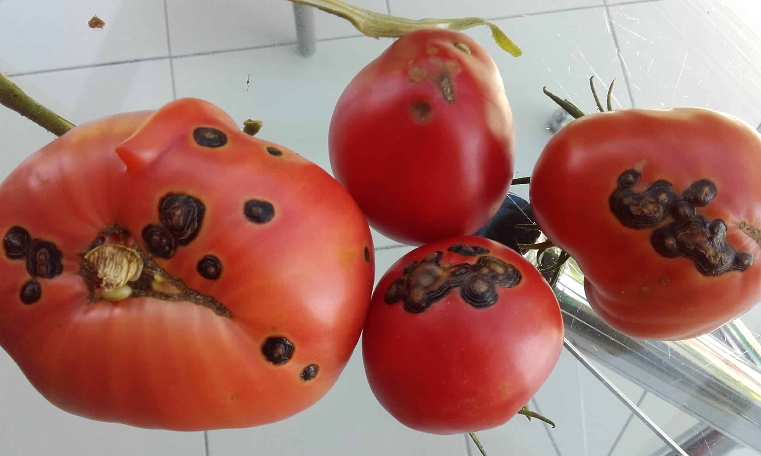 Des taches noires sur les tomates