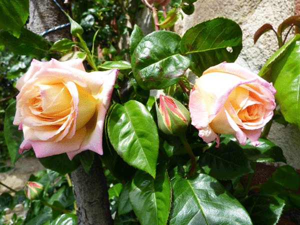 Feuilles de rosier trouées 1