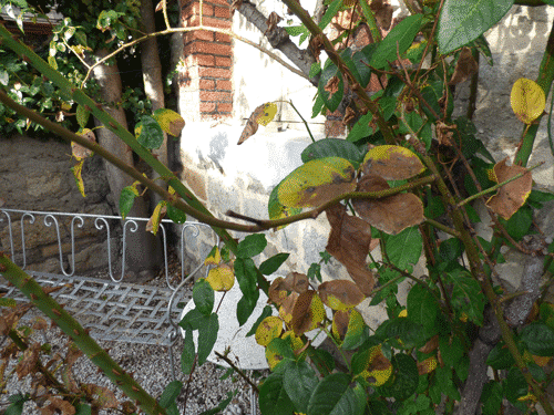 Feuilles de rosier trouées 2