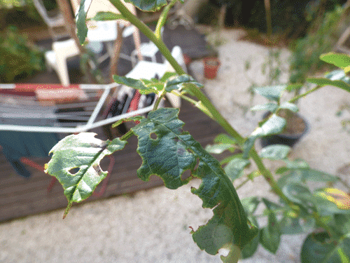 Feuilles de rosier trouées 3