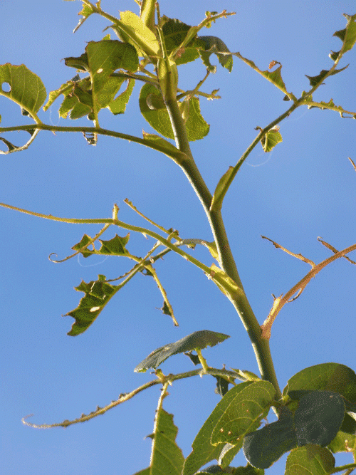 Feuilles de rosier trouées - Terre Vivante