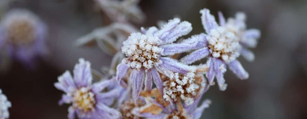 Fleur gelée, Roland Steinmann de Pixabay