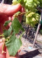 Quelle est cette plante ? Du houblon !