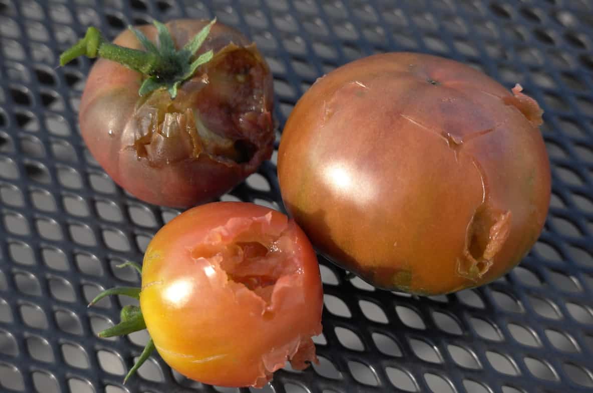 Tomates picorées