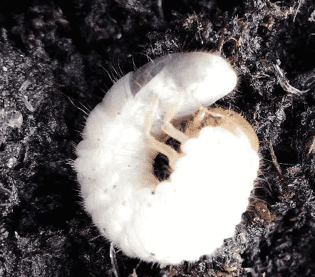 Vers blanc : larve de cétoine ou de hanneton ?