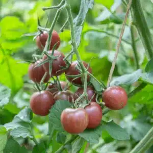 Graines Tomate cerise Black Cherry bio - Kokopelli