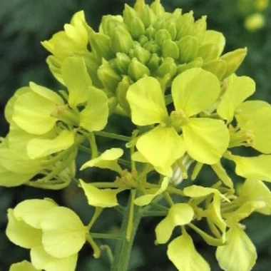 Poudre Moutarde blanche - Bioflore - Beauté 