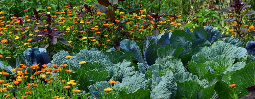 Dévoilez votre jardin secret grâce au concours national des jardins potagers