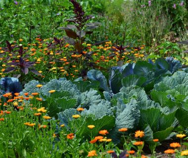 Dévoilez votre jardin secret grâce au concours national des jardins potagers