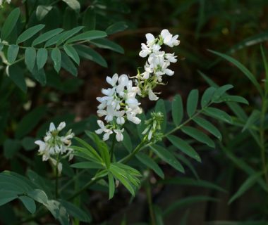 Des plantes au goût de mystère | 4 saisons n°249 5