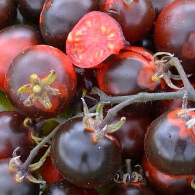 Graines Tomate cerise Fahrenheit Blues bio - Kokopelli