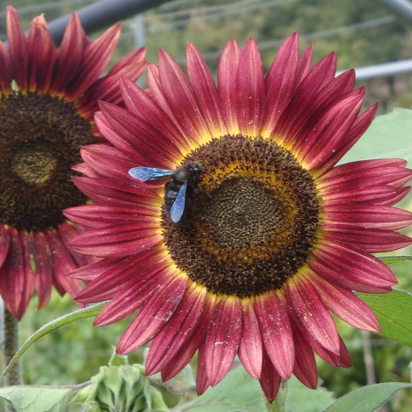 Graines Tournesol des jardins pourpre bio - Graines del pais - Terre Vivante