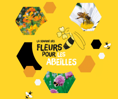 Des fleurs pour les abeilles : semez des graines en juin pour aider les pollinisateurs ! 1