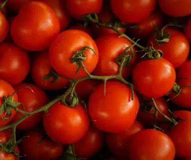 Tomate : culture, plantation, entretien, récolte