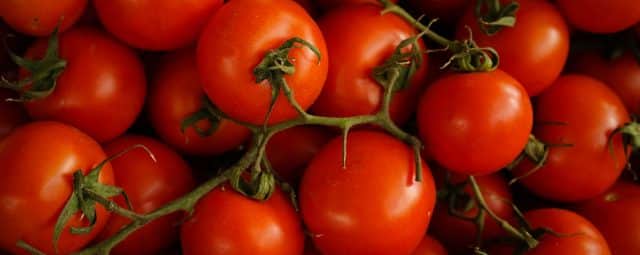 Tomate : culture, plantation, entretien, récolte